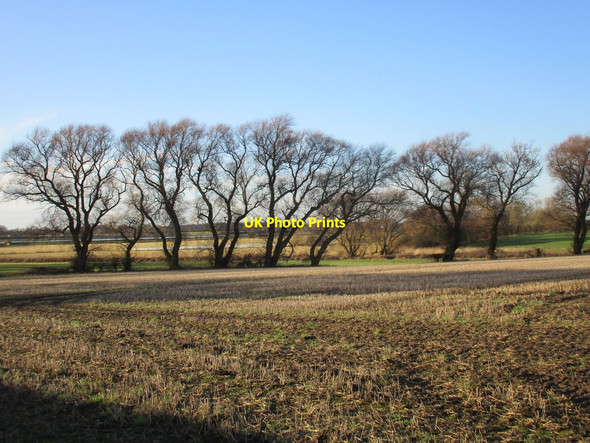 Photo 6"x4" Stubble field and trees of Ings Lane, Ellerton Ellerton\/SE7039 c2017