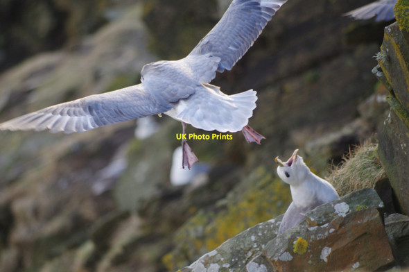 Photo 6"x4" Fulmars - Sumburgh Head Grutness c2017