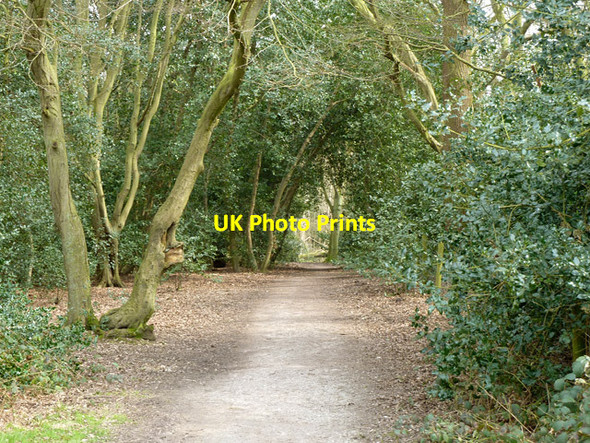 Photo 6"x4" Path, Hainault Forest Lambourne End c2013
