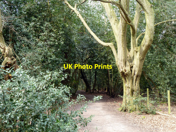 Photo 6"x4" Path in Hainault Forest Lambourne End c2013