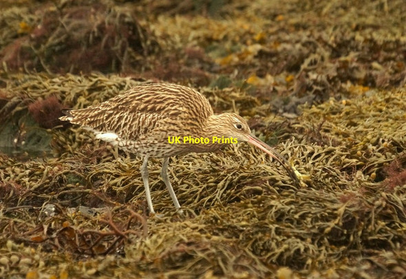 Photo 6"x4" Curlew (Numenius arquata), Ordaal, Baltasound Baltasound c2017