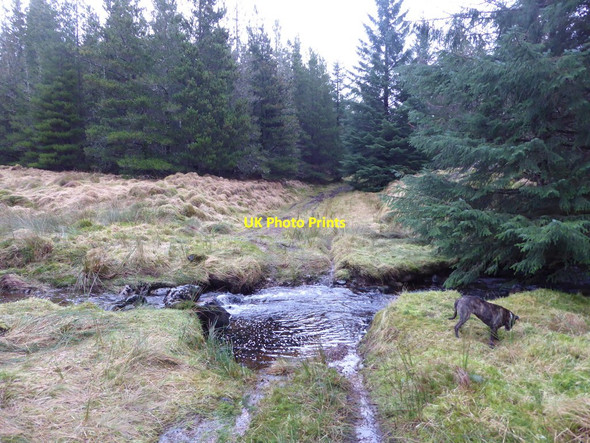Photo 6"x4" Ford on forestry track, Gleann Udalain Ardnarff c2017