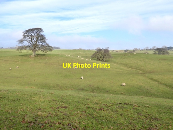 Photo 6"x4" Pasture with sheep above the Tees gorge Cotherstone c2017
