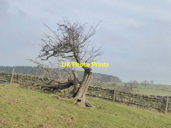 Photo 6"x4" Blasted tree above Baxton Gill Cotherstone c2017