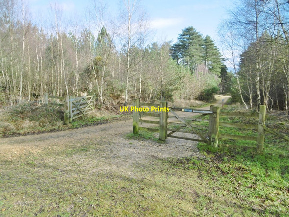 Photo 6"x4" Wareham Forest, gates Cold Harbour\/SY9089 c2017