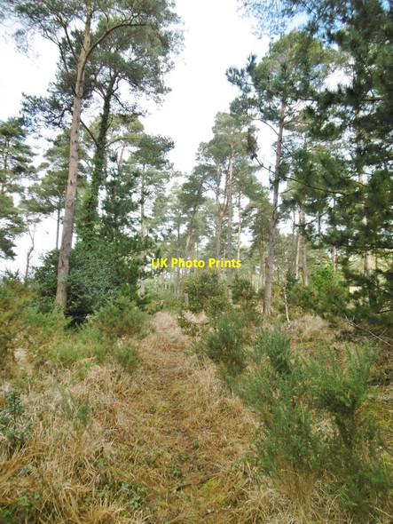 Photo 6"x4" Wareham Forest, woodland Cold Harbour\/SY9089 c2017