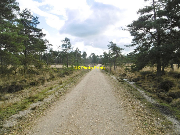 Photo 6"x4" Wareham Forest, forestry road Cold Harbour\/SY9089 c2017