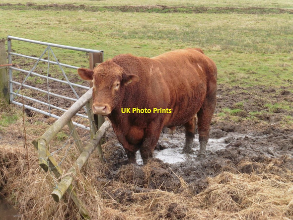 Photo 6"x4" The bull on Wetmoor Lane - a closer look Long Load c2017