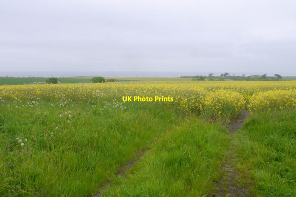 Photo 6"x4" Oilseed rape, Scremerston Town Cheswick c2016