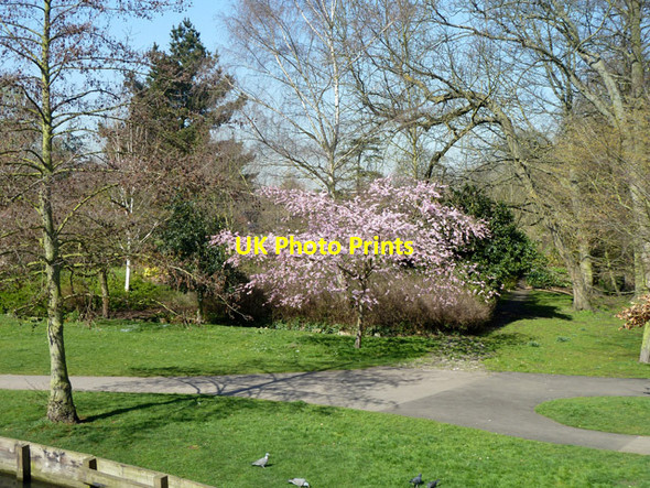 Photo 6"x4" In Beddington Park Carshalton c2012