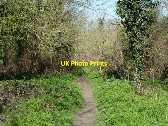 Photo 6"x4" Woodland path, Beddington Park Wallington\/TQ2964 c2012