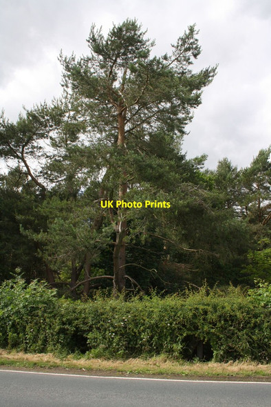 Photo 6"x4" Hedge beside A684 at Wensley Ings Wensley\/SE0989 c2016