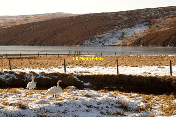 Photo 6"x4" Whooper Swans (Cygnus cygnus) on the Burn of Burrafirth Burrafirth c2017