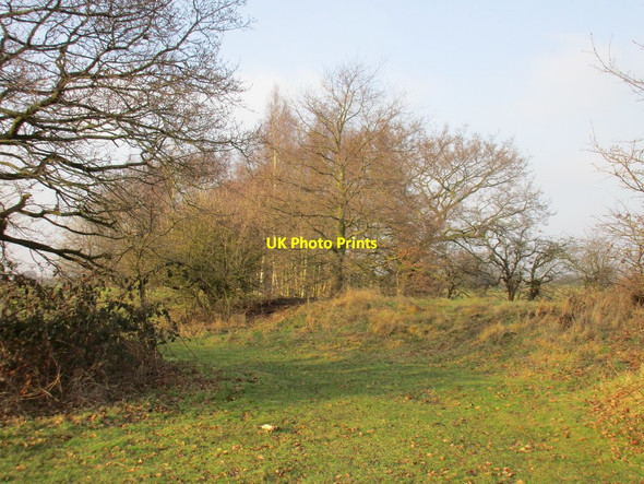 Photo 6"x4" Oak and silver birch Scotterthorpe c2017