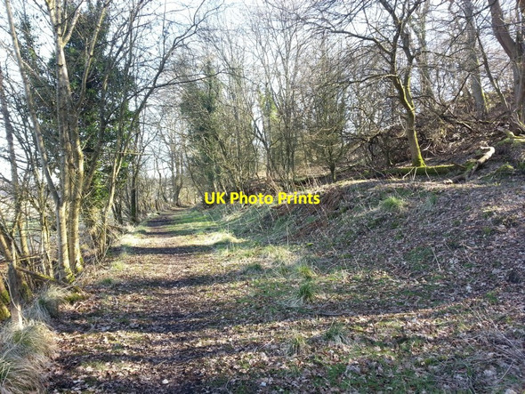 Photo 6"x4" Woodland path Cambusbarron c2016