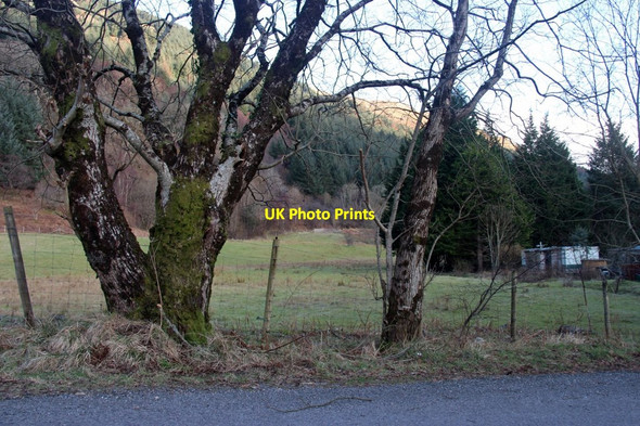 Photo 6"x4" Woodland pasture at Cruachan Cottage Bridge of Awe c2017