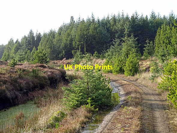 Photo 6"x4" Forest track near Loch Nam Fear Cnoc nan Sithean c2017