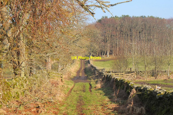 Photo 6"x4" Old Post Road, Nether Stewarton Harehope\/NT2044 c2017
