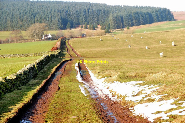 Photo 6"x4" Track to Cloich Forest, Upper Stewarton Cringletie c2017