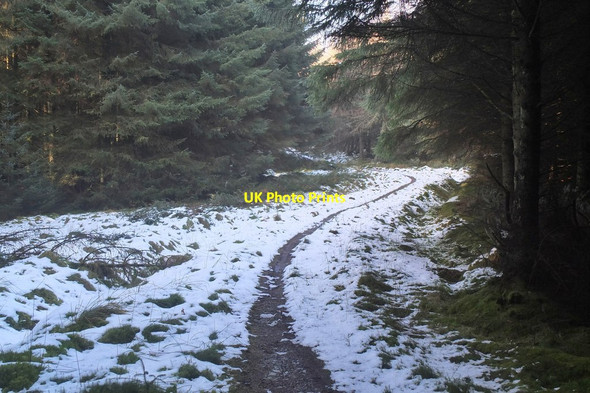 Photo 6"x4" Path in Cloich Forest Hattonknowe c2017