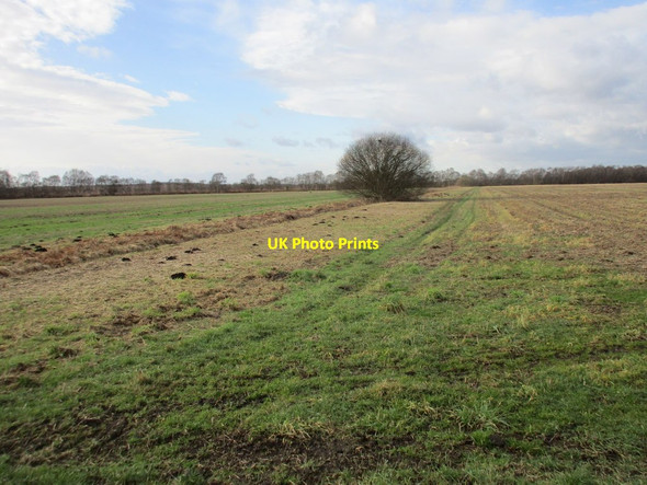 Photo 6"x4" Solitary bush Hatfield Chase c2017