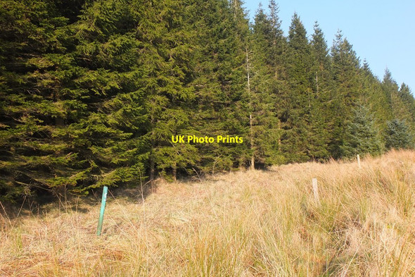 Photo 6"x4" Ancient site marker, Cloich Forest Harehope\/NT2044 c2017