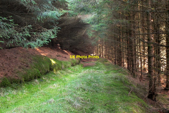 Photo 6"x4" Grassy track, Cloich Forest Harehope\/NT2044 c2017