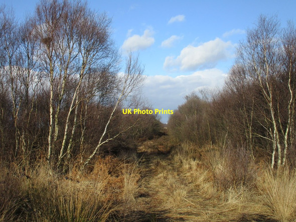 Photo 6"x4" Track through birch scrub Woodside\/SE7103 c2017