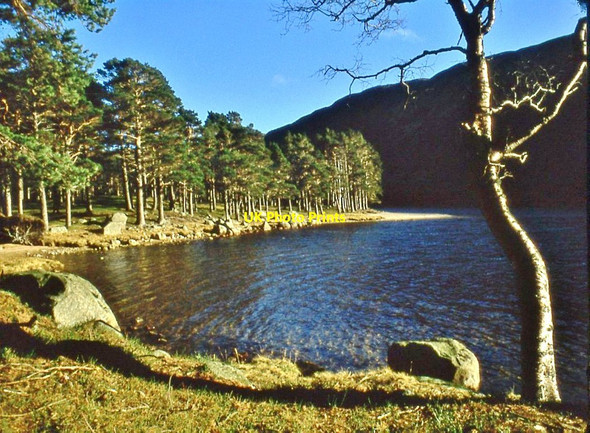 Photo 6"x4" Pine clad shore of Loch Muick Glas-allt Shiel c1996