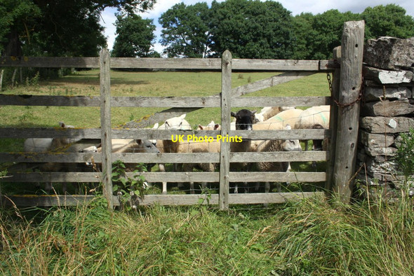 Photo 6"x4" Gateway to sheep field on north side of the A684 near Burton Fields Spennithorne c2016