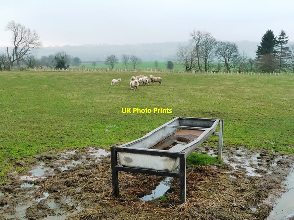 Photo 6"x4" Sheep pasture in the valley of Dalton Beck Dalton\/NZ1108 c2017