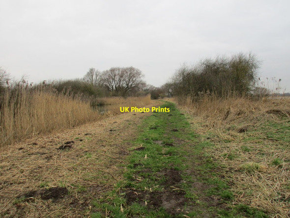 Photo 6"x4" Towpath, Pocklington Canal Thornton\/SE7545 c2017