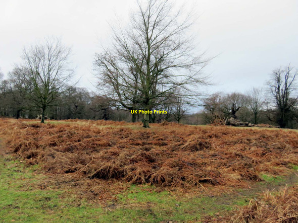 Photo 6"x4" Winter view on Broomfield Hill Kingston Upon Thames c2017