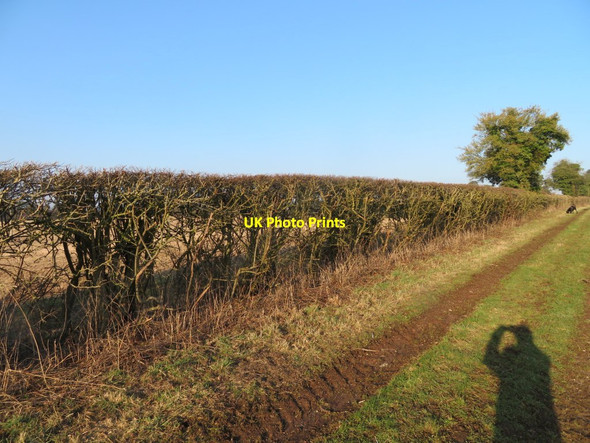 Photo 6"x4" Farm track & hedge Dummer c2017