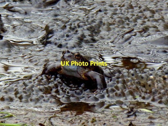 Photo 6"x4" Frog among frogspawn, Mullaghmore Omagh c2017