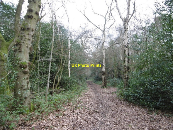 Photo 6"x4" Tile Hill, woodland path Tile Hill c2017