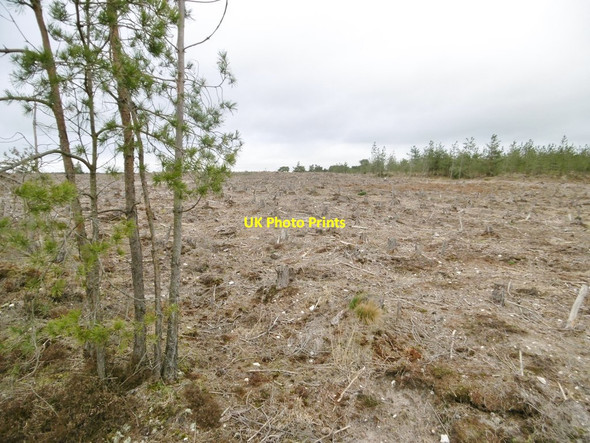 Photo 6"x4" Decoy Heath, clear fell Sherford\/SY9193 c2017