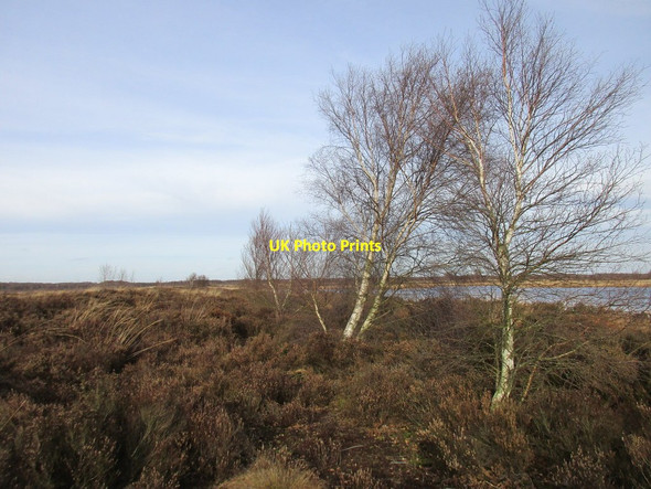 Photo 6"x4" Birch and ling on Hatfield Moors Hatfield Woodhouse c2017