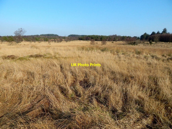 Photo 6"x4" Rough ground in community woodland Alexandria c2017