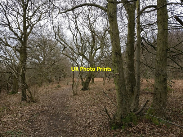 Photo 6"x4" Piles Coppice near Binley Woods Binley\/SP3777 c2017