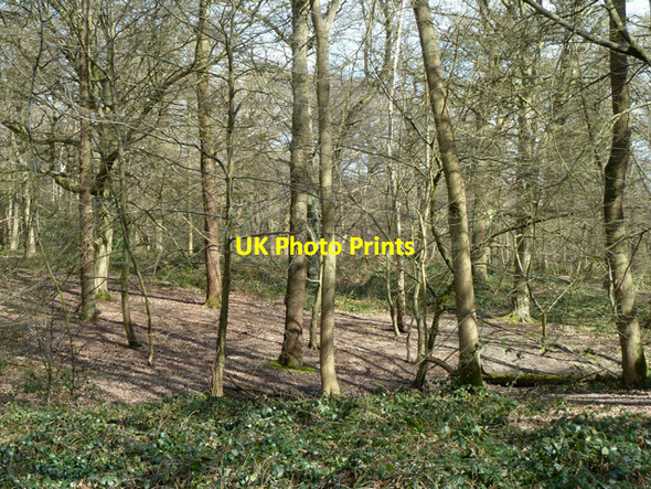 Photo 6"x4" Woodland, Trent Country Park Botany Bay\/TQ2999 c2013