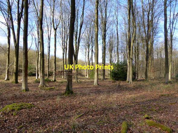 Photo 6"x4" In Micheldever Wood Micheldever c2017