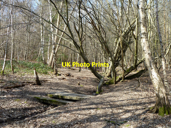 Photo 6"x4" Woodland footbridge Cockfosters c2013