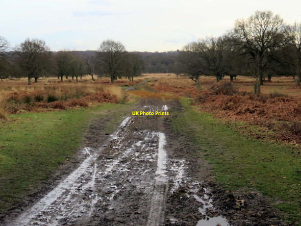 Photo 6"x4" Richmond Park Kingston Upon Thames c2017