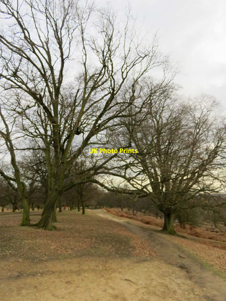Photo 6"x4" Hornbeam Walk in Richmond Park Kingston Upon Thames c2017
