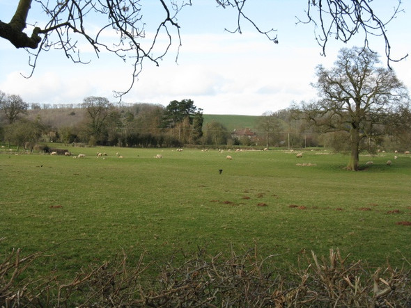 Photo 6"x4" Fields Of Ullingswick Ullingswick c2009