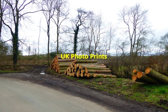 Photo 6"x4" Logging piles Barton-le-Willows c2017