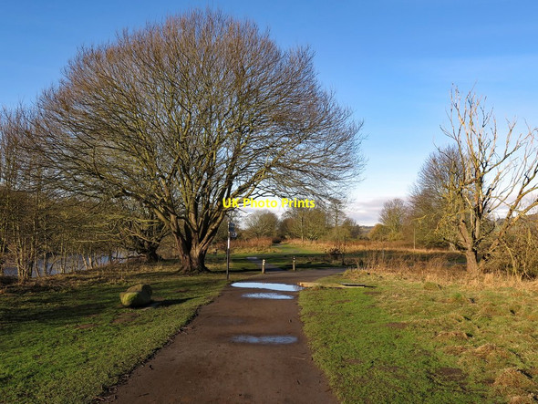 Photo 6"x4" Ryton Island near Moore Court Ryton\/NZ1564 c2017