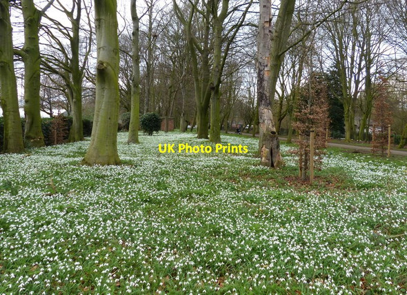 Photo 6"x4" Snowdrops in Abbey Park, Leicester Leicester c2017