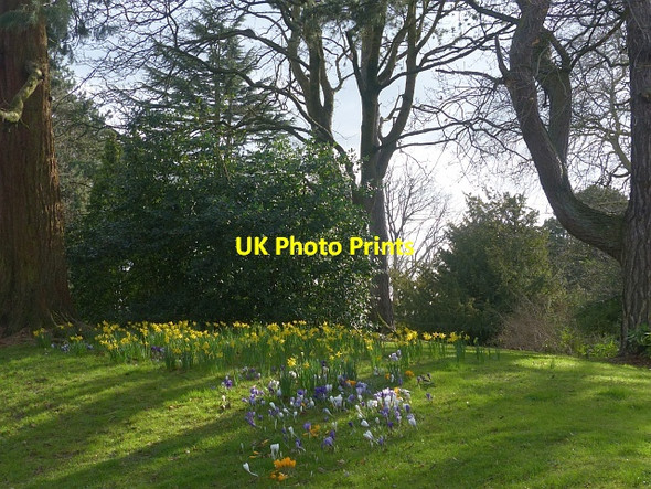 Photo 6"x4" Daffodils and crocuses, Belle Vue Park, Newport Newport\/Casnewydd c2017